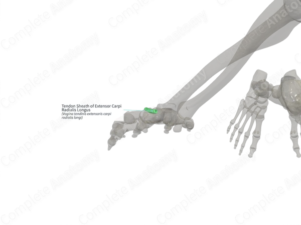 Tendon Sheath of Extensor Carpi Radialis Longus (Right)