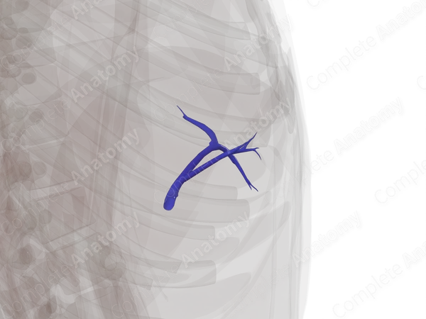 Left Branch of Hepatic Portal Vein