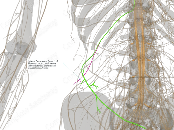 Lateral Cutaneous Branch of Eleventh Intercostal Nerve (Left)