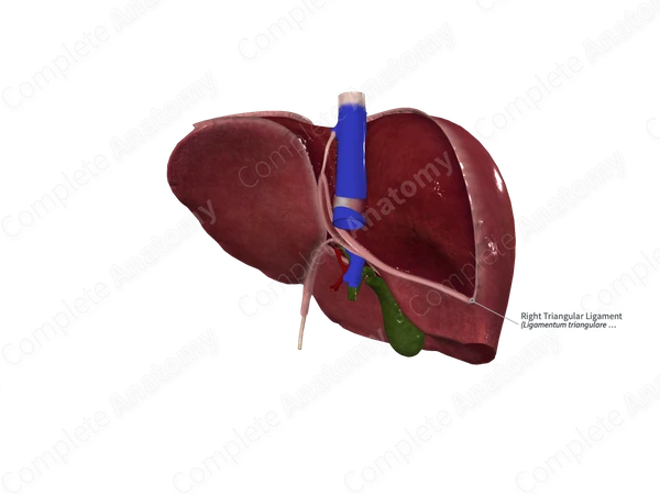 Right Triangular Ligament