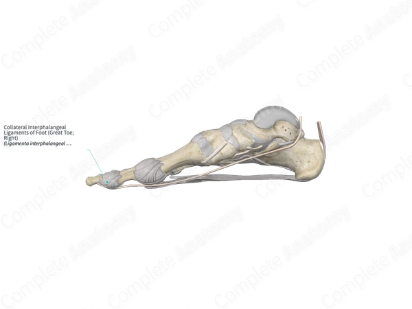 Collateral Interphalangeal Ligaments of Foot (Great Toe; Left)