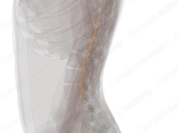 Anterior Roots of Lumbar Nerves (Left)