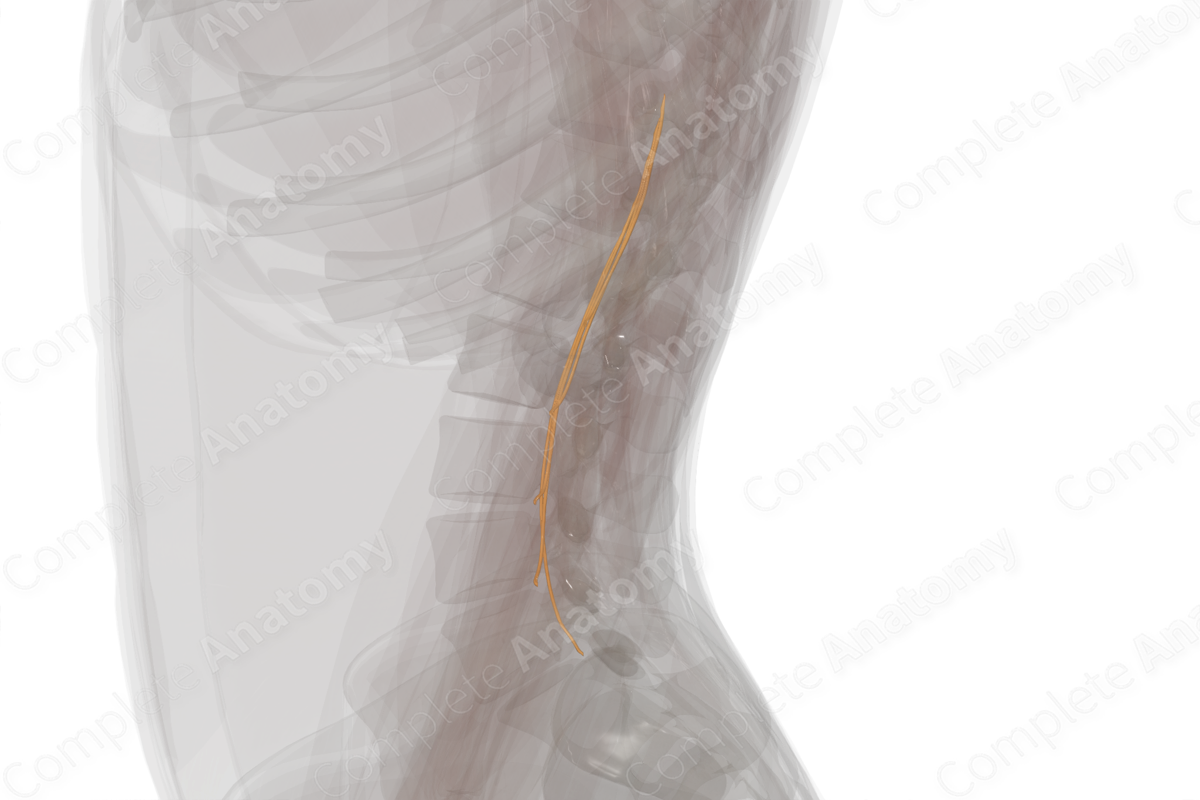 Anterior Roots of Lumbar Nerves (Left)