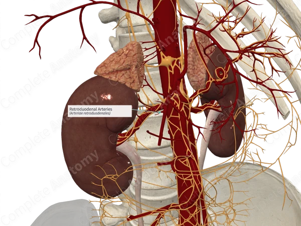 Retroduodenal Arteries