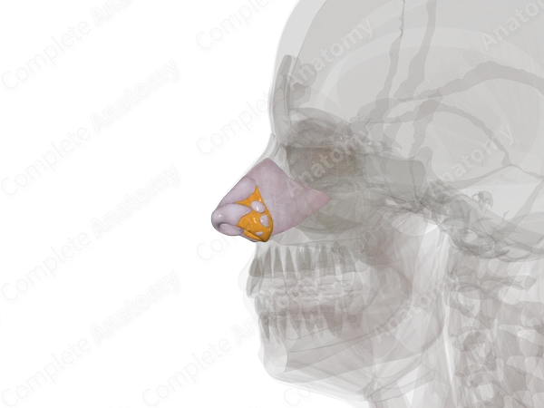 Nasal Cartilages