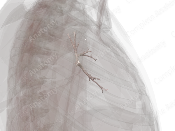 Bronchi of Superior Lobe of Left Lung