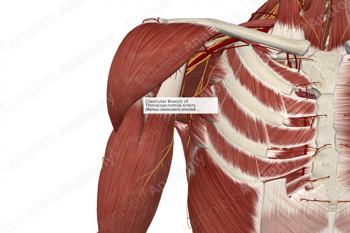 Clavicular Branch of Thoracoacromial Artery 