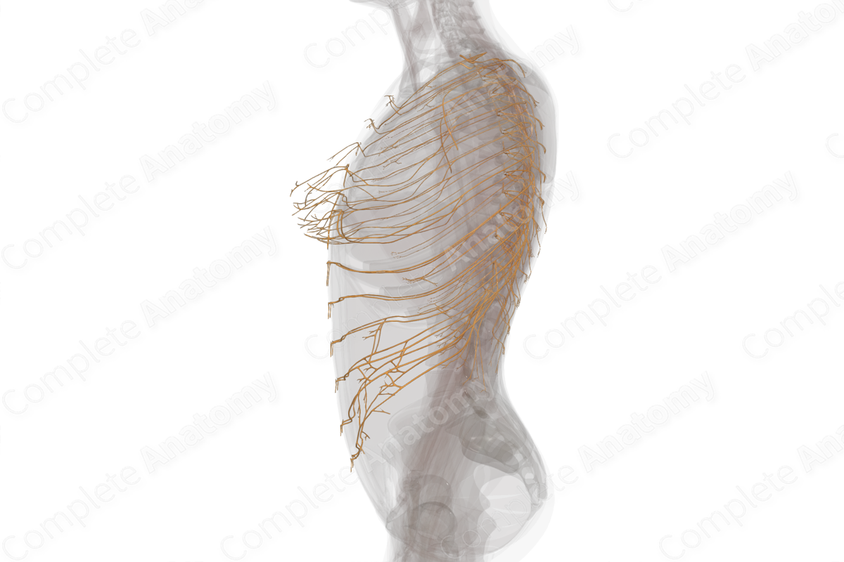 Thoracic Nerves