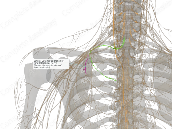 Lateral Cutaneous Branch of First Intercostal Nerve (Right)