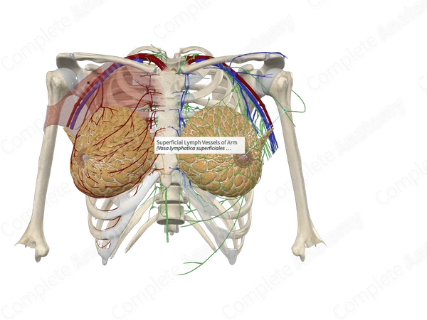 Superficial Lymph Vessels of Arm 