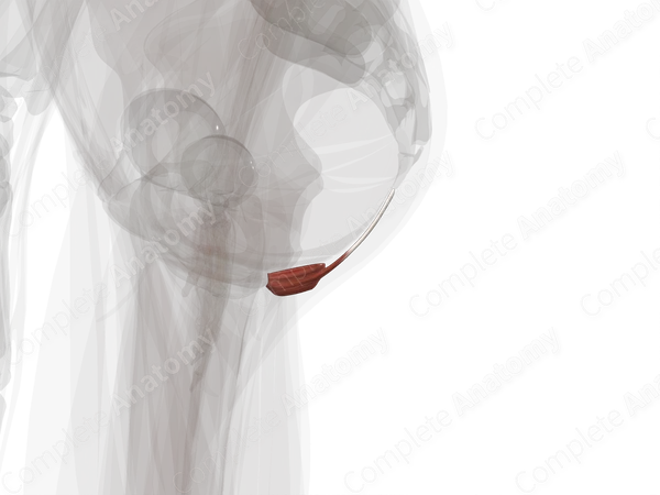 Muscles of Anal Triangle