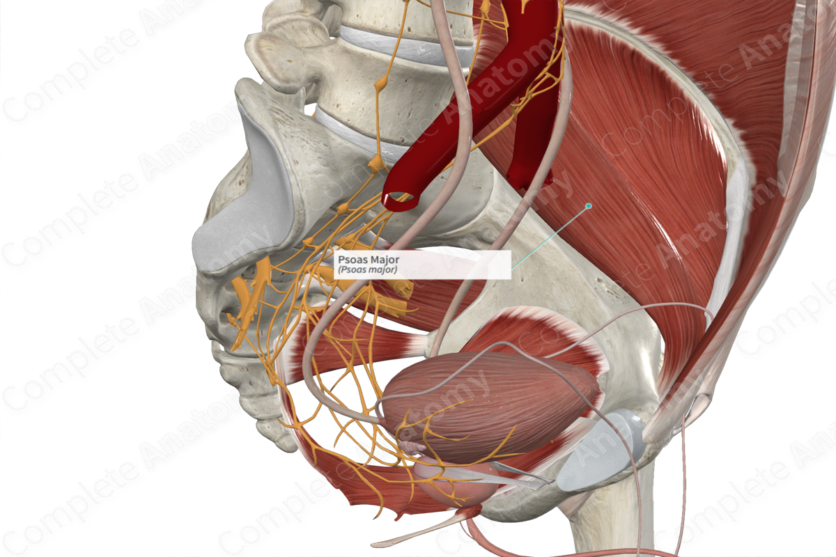 Psoas Major 