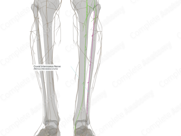 Crural Interosseus Nerve (Right)