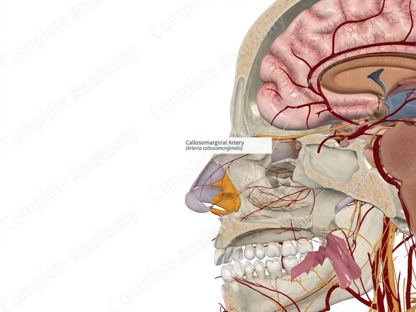 Callosomarginal Artery
