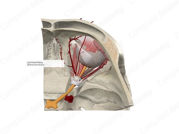Lacrimal Artery 