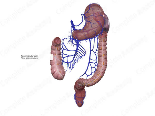 Appendicular Vein