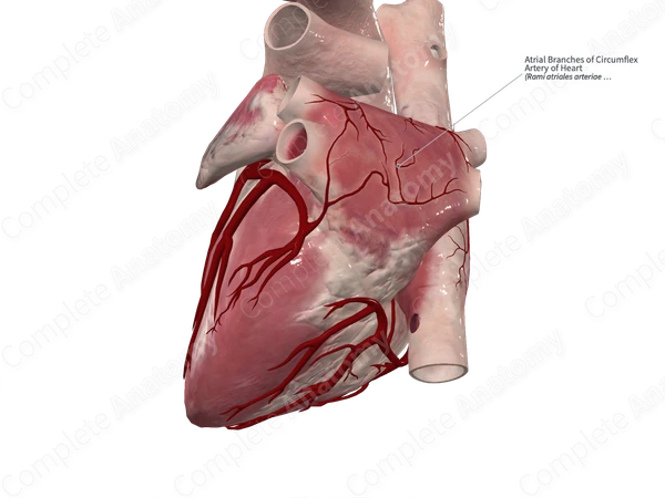 Atrial Branches of Circumflex Artery of Heart
