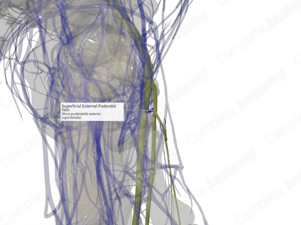 Superficial External Pudendal Vein (Left)