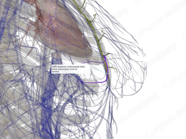 Fifth Anterior Intercostal Vein (Left)