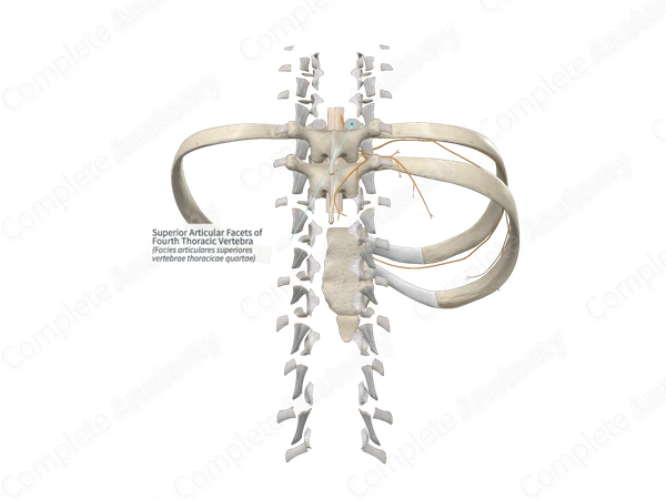 Superior Articular Facets of Fourth Thoracic Vertebra