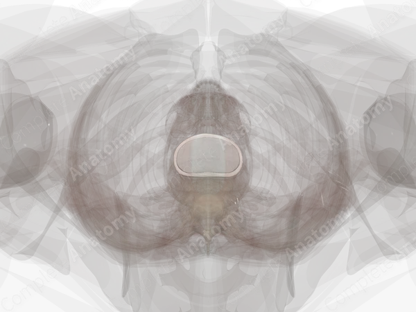 Intervertebral Symphysis (L3-L4)