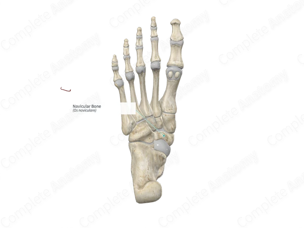Navicular Bone