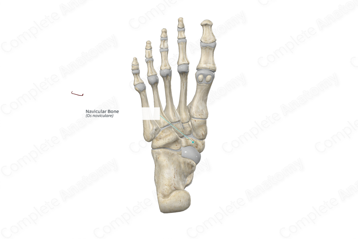 Navicular Bone 