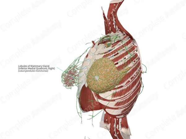 Lobules of Mammary Gland (Inferior Medial Quadrant; Right)