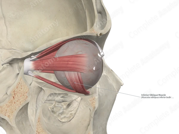 Inferior Oblique Muscle