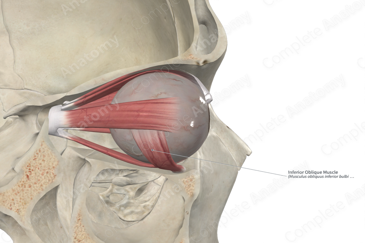 Inferior Oblique Muscle 