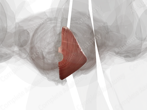 Levator Ani (Left Half)