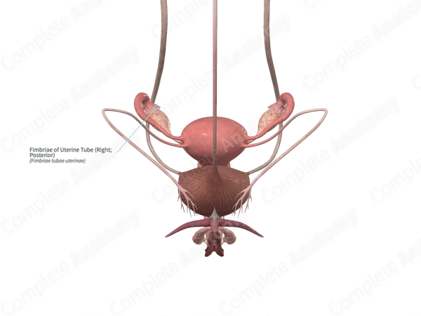 Fimbriae of Uterine Tube (Right; Posterior)
