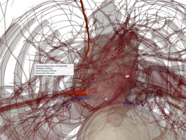 Thymic Branches of Internal Thoracic Artery (Right)