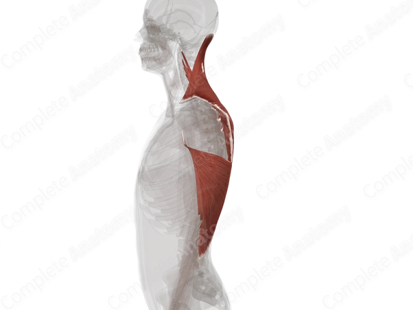 Extrinsic Muscles of Back (Left)