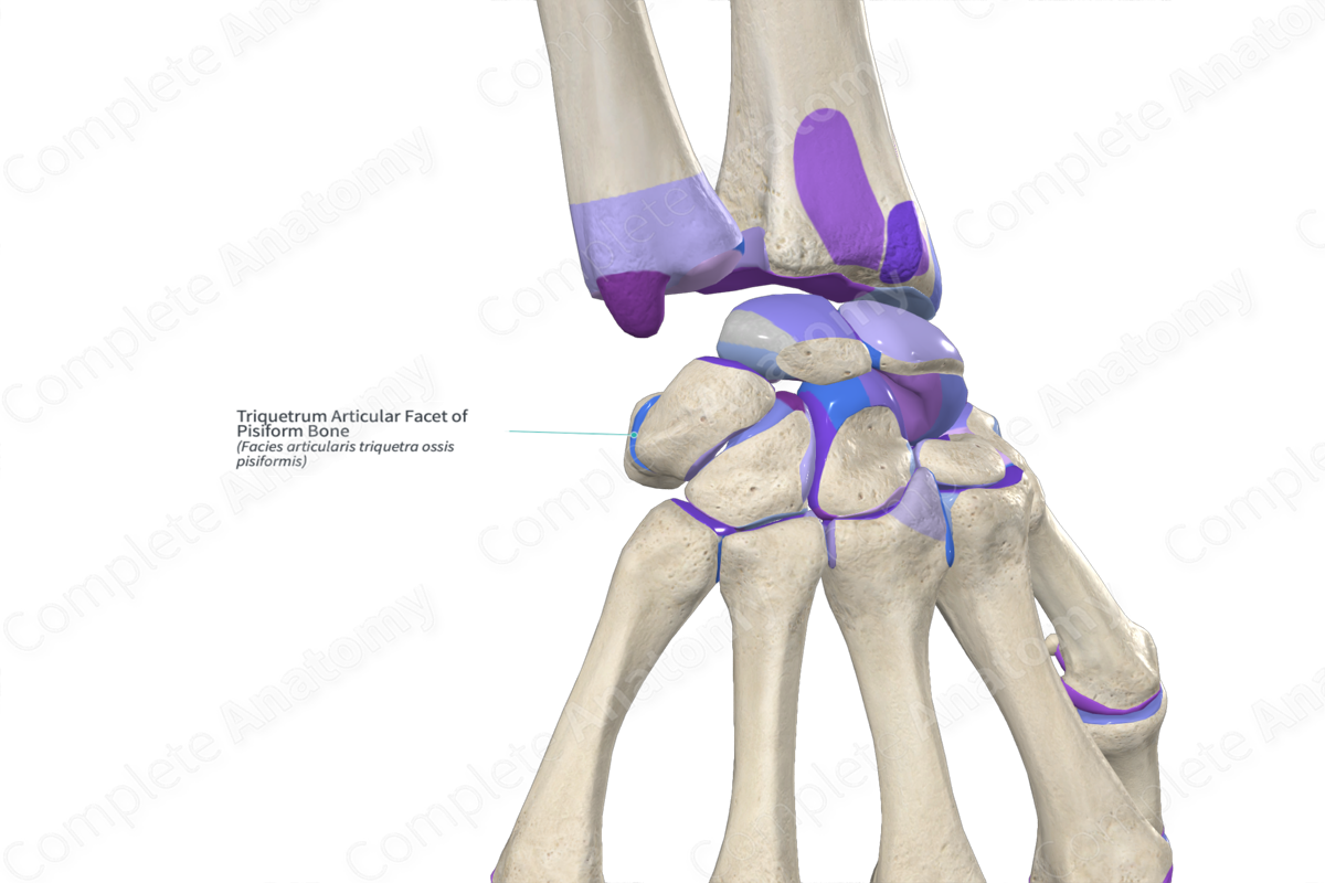 Triquetrum Articular Facet of Pisiform Bone | Complete Anatomy