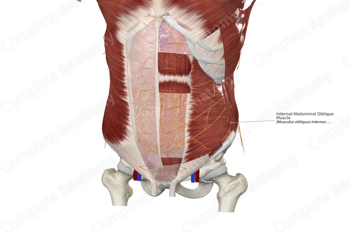 Internal Abdominal Oblique Muscle 