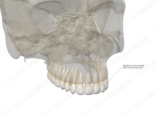 Maxillary Canine Tooth