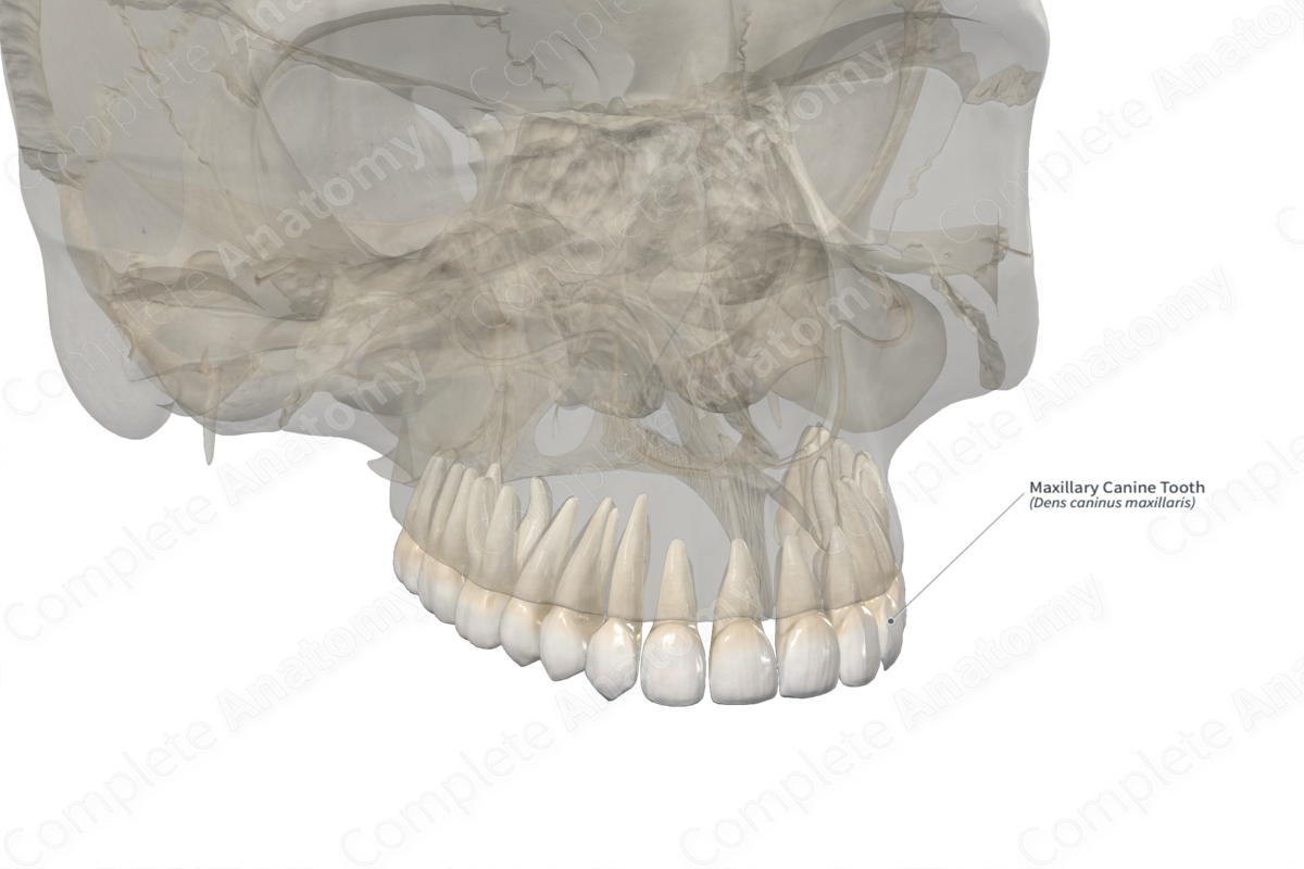 Maxillary Canine Tooth 