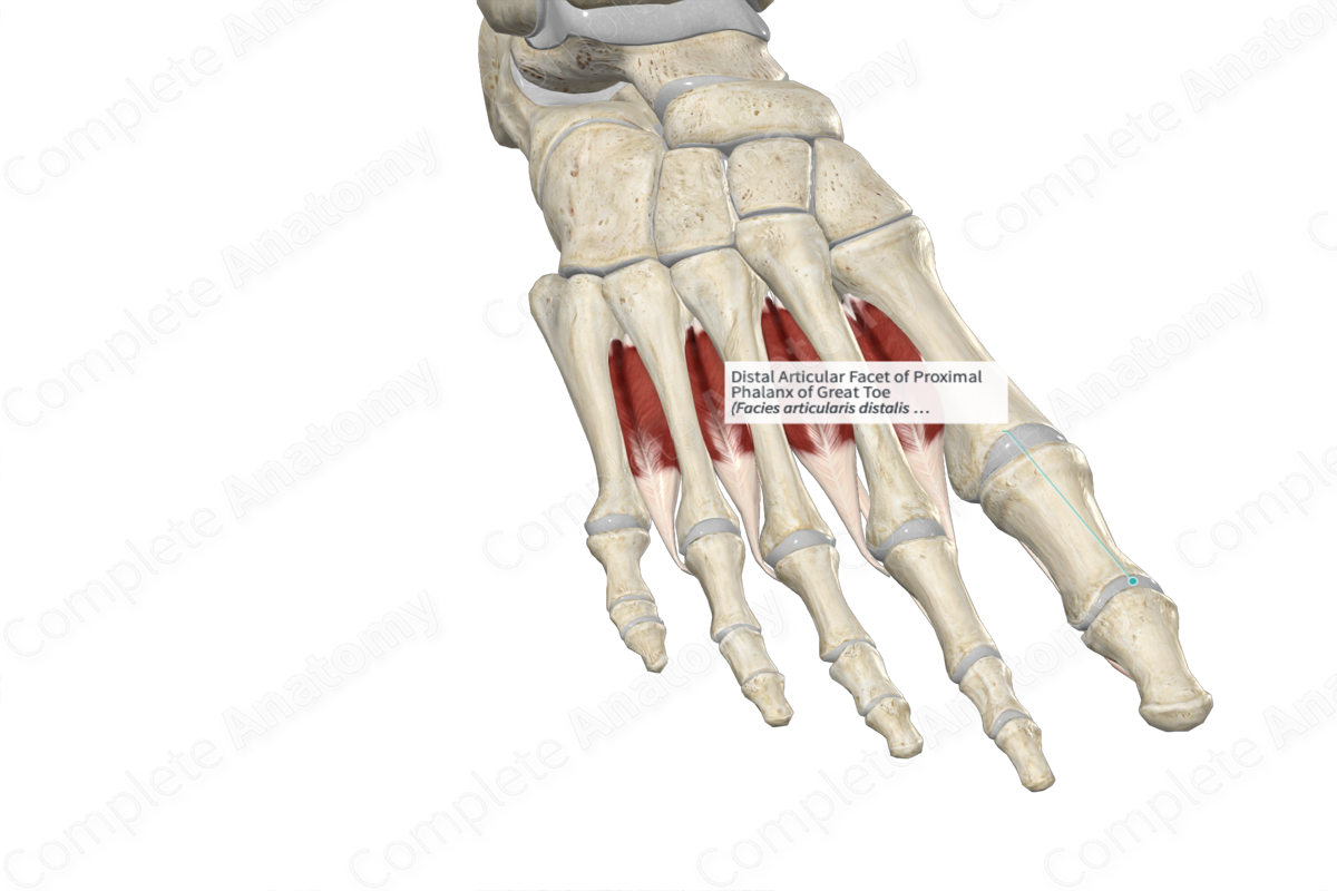 Distal Articular Facet of Proximal Phalanx of Great Toe 