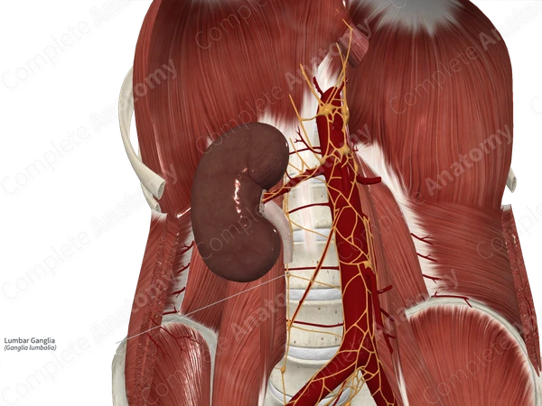 Lumbar Ganglia 