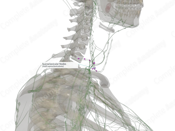 Supraclavicular Nodes (Right)