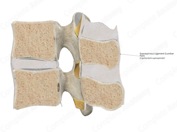 Supraspinous Ligament (Lumbar Part)