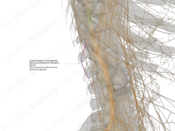 Lateral Branch of Posterior Ramus of Eleventh Thoracic Nerve (Left)