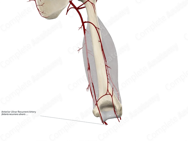 Anterior Ulnar Recurrent Artery