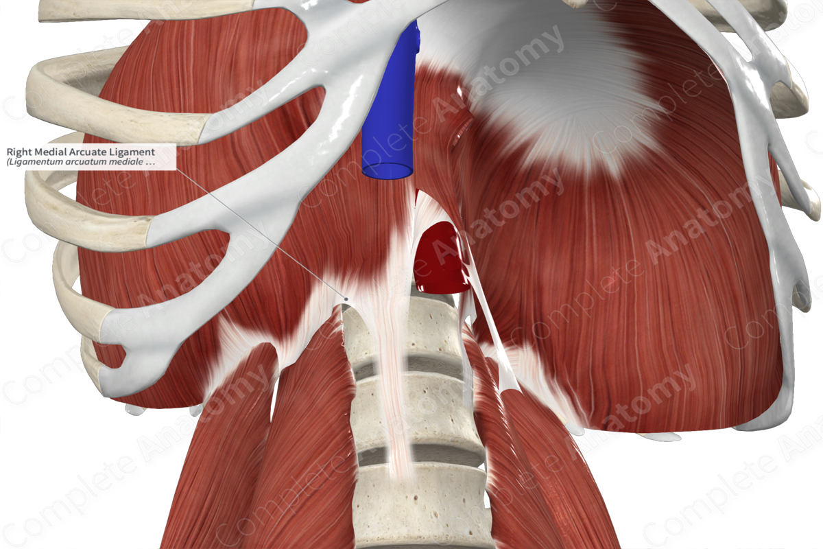 Right Medial Arcuate Ligament