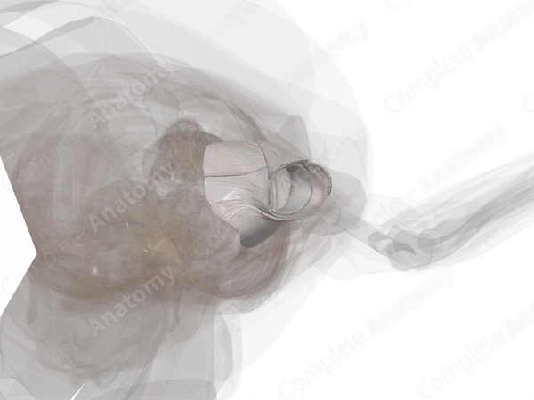 Hip Joint (Left)