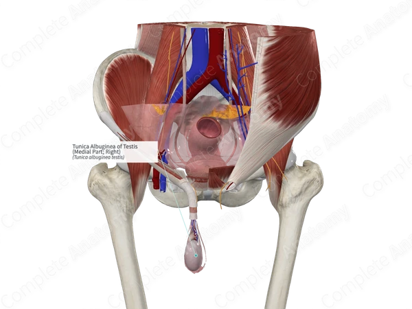 Tunica Albuginea of Testis (Medial Part; Right)
