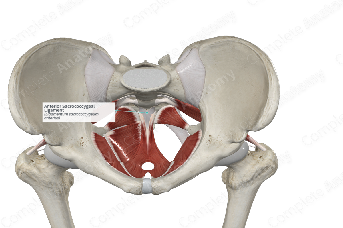 Anterior Sacrococcygeal Ligament Complete Anatomy