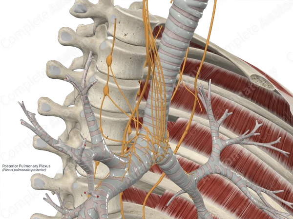 Posterior Pulmonary Plexus