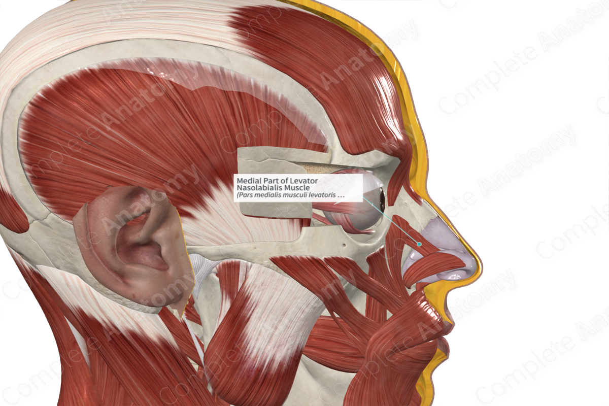 Medial Part of Levator Nasolabialis Muscle 